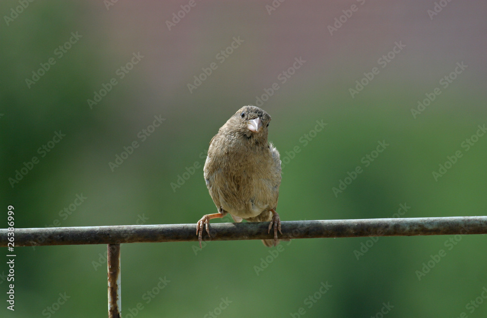 Garden sparrow