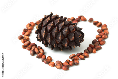 pine cone on a white background. isolated object