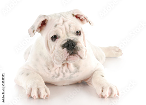 english bulldog puppy © Willee Cole