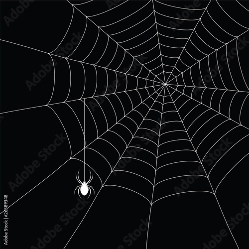 white  spider and spider web