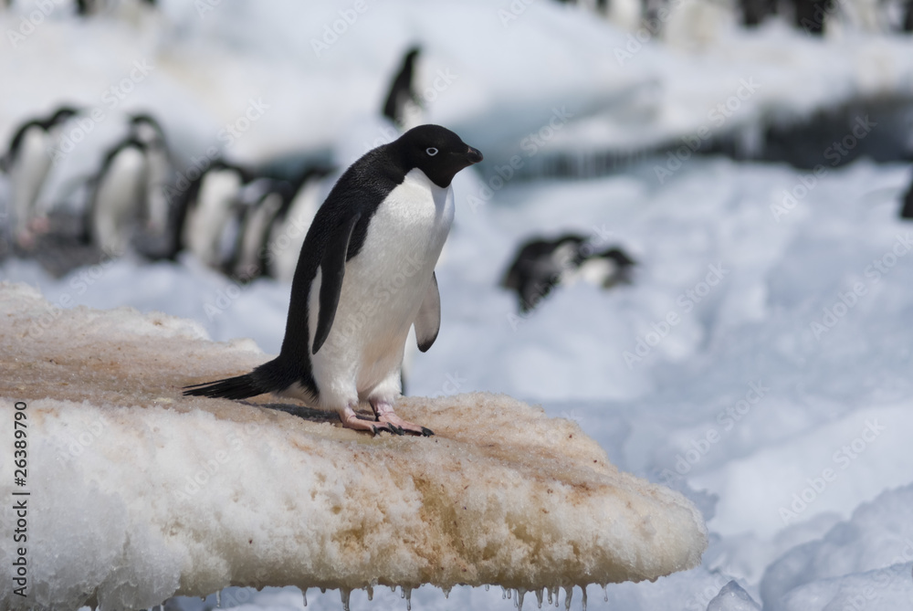 Obraz premium Adelie Penguin
