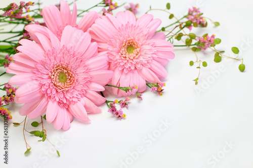gerbera photo