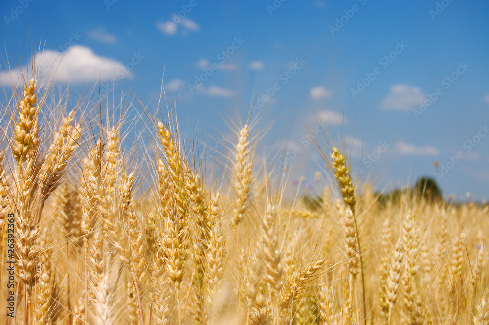Ripe rye against the blue sky Ripe rye against the blue sky