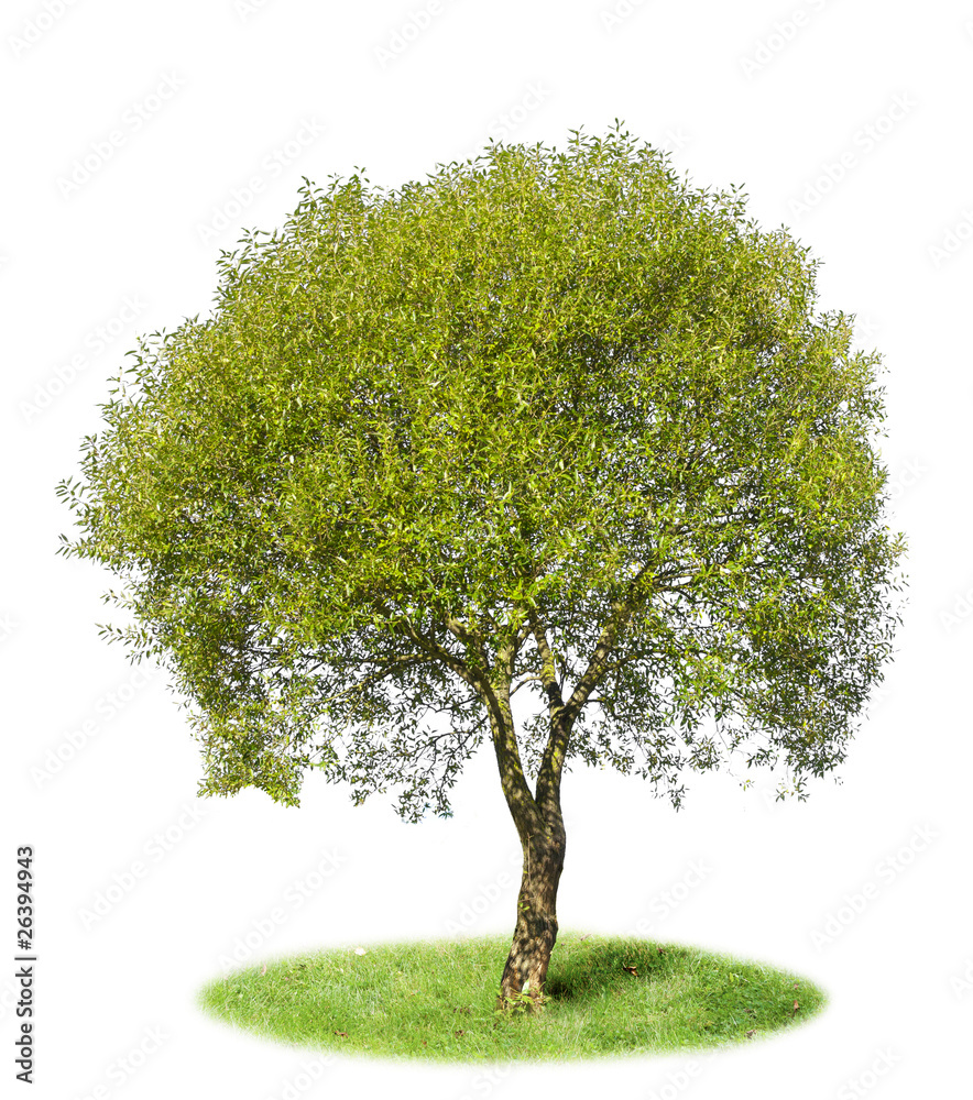 The lonely isolated tree - the Willow The lonely isolated tree - the Willow