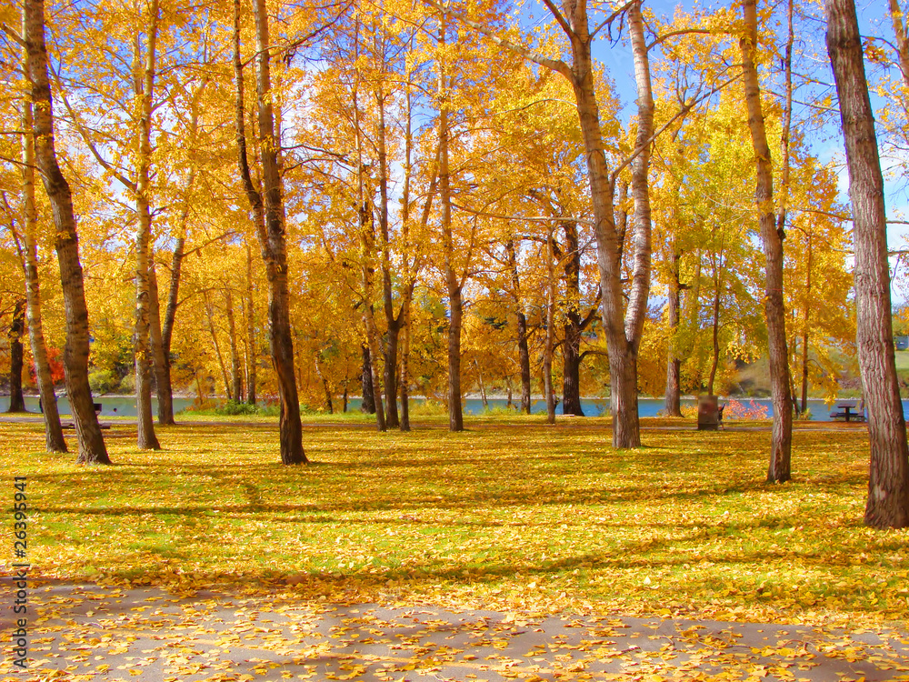 Yellow fall leaves blanketing the ground of an urban forest