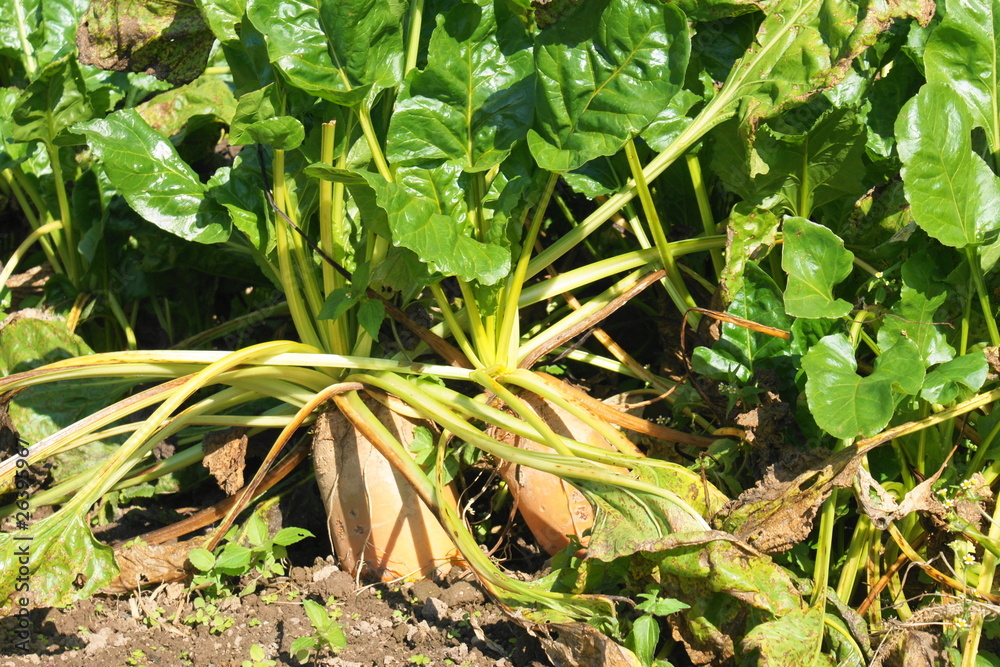 Obraz premium Futterrübe