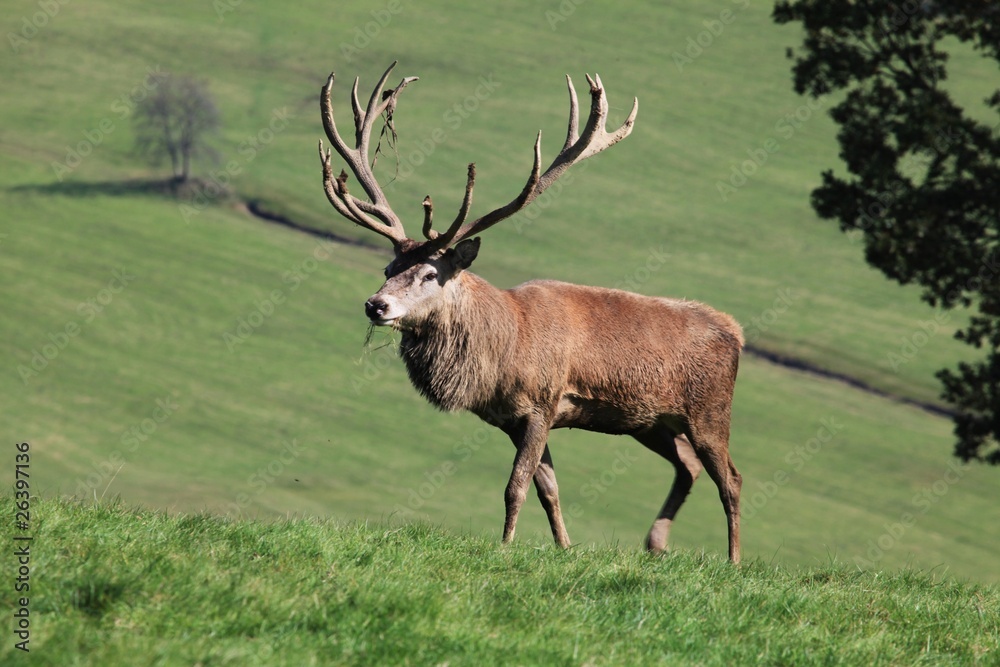 Naklejka premium Rothirsch