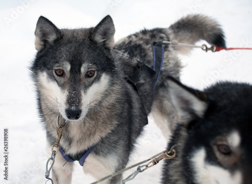 sled dog