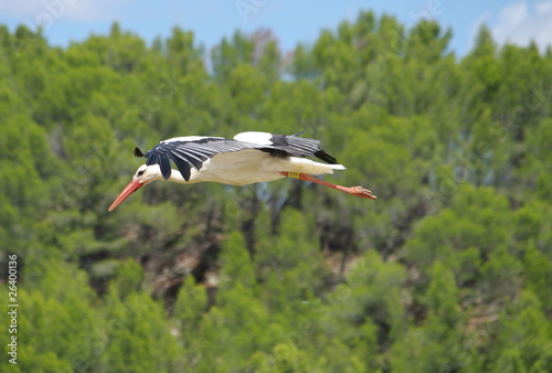 cigogne en plein vol