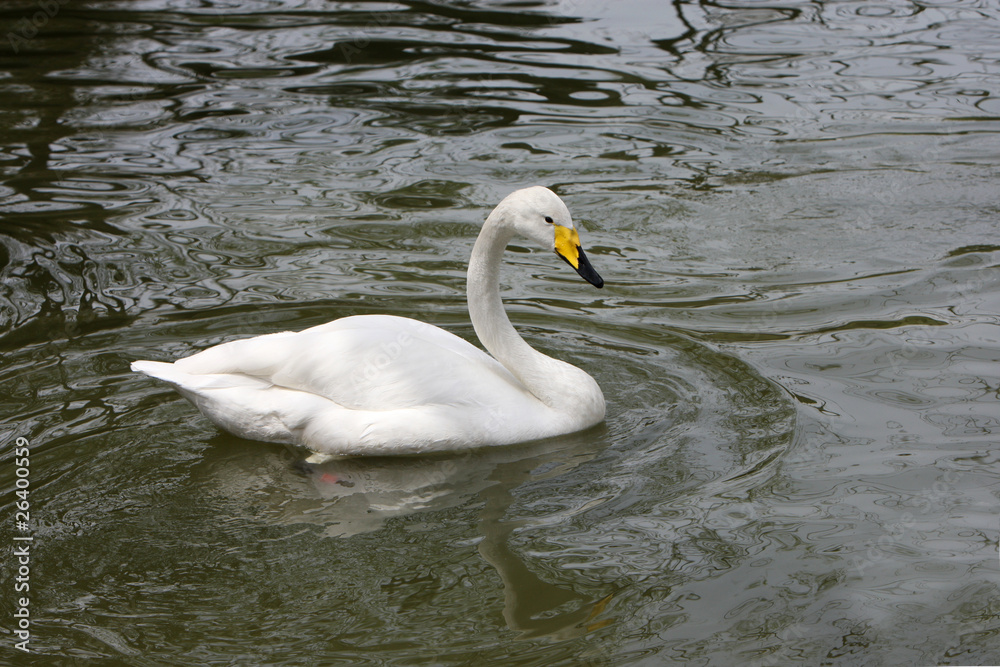 Obraz premium 天鹅