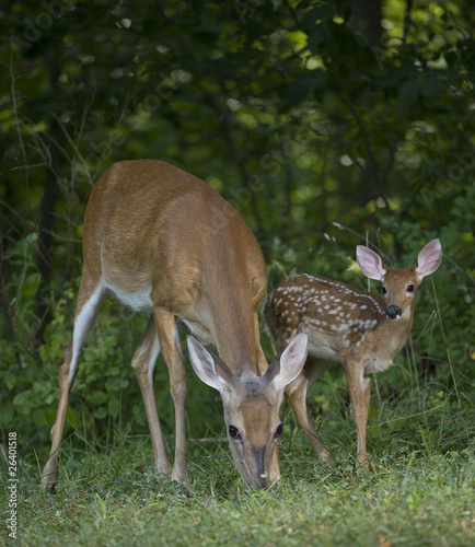 Canvas Print Doe and its fawn