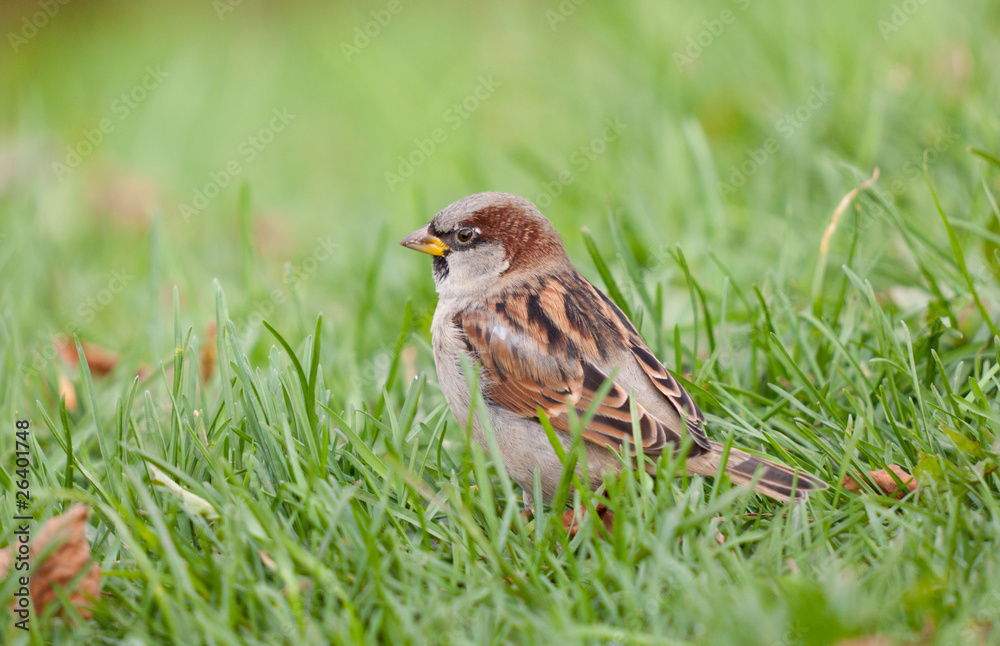 Naklejka premium sparrow in a grass