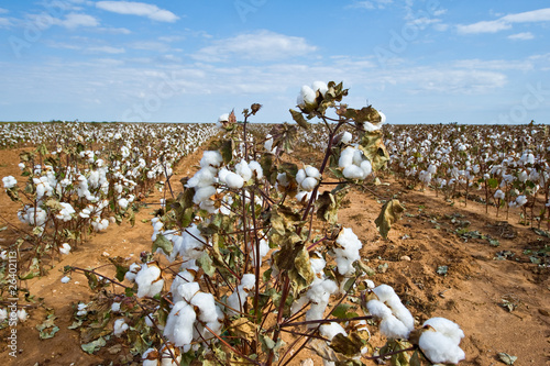 Cotton plant