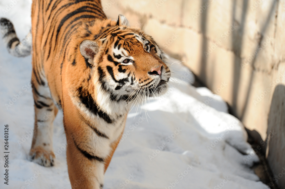 Obraz premium Tiger on the snow background