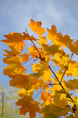 Herbst: bunte Ahornblätter im Sonnenlicht - Hochformat