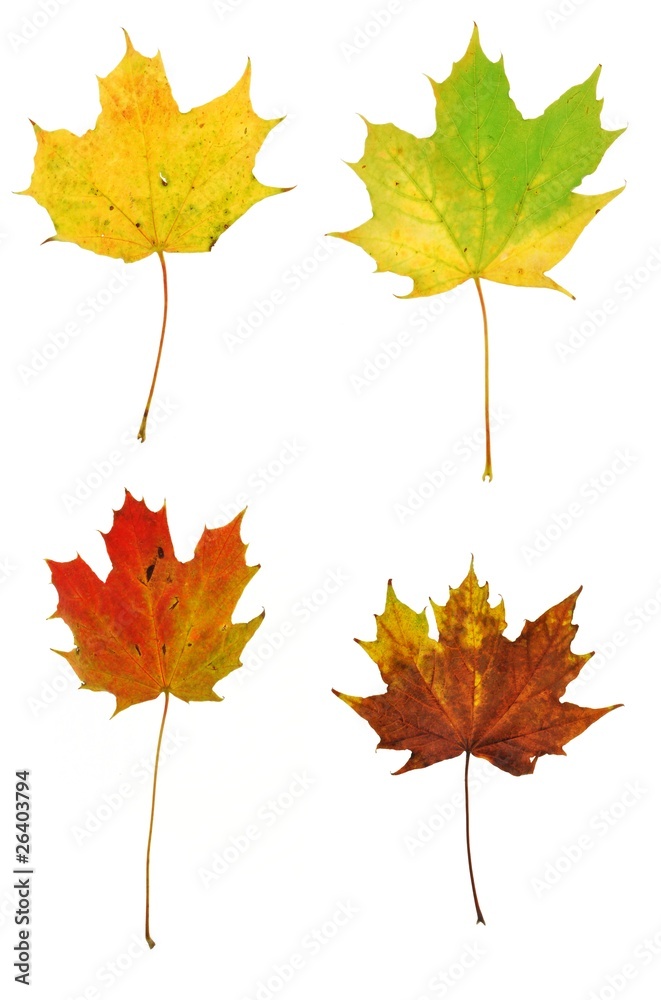 autumn leaves autumn leaves