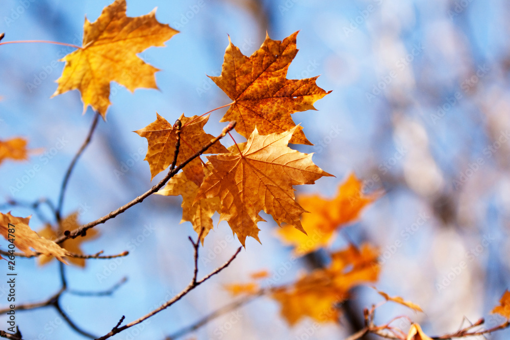 yellow leafs yellow leafs