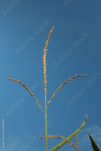 Blue sky corn plant