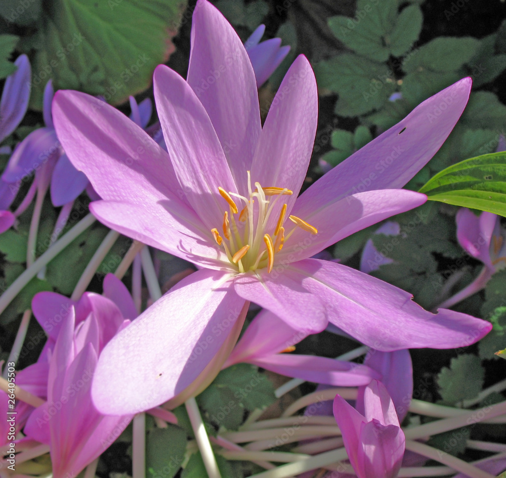 Colchicum Colchicum