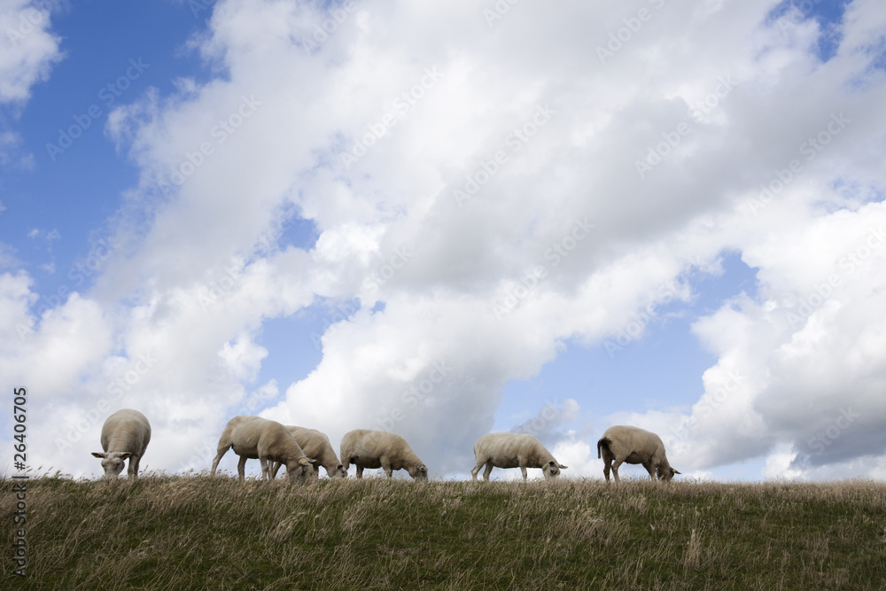 Fototapeta premium Sheep