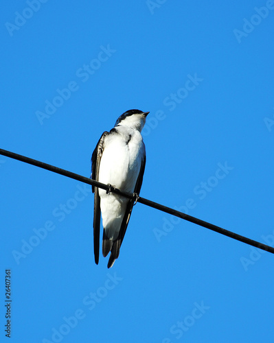 Swallow, migratory bird © yareta
