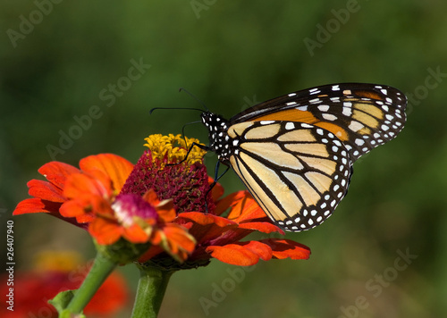 Monarch on Zinnia © Riverwalker