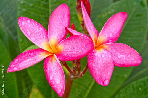 Water Drop On Pink Plumeria flowers