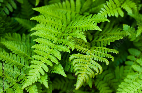 Green fresh fern
