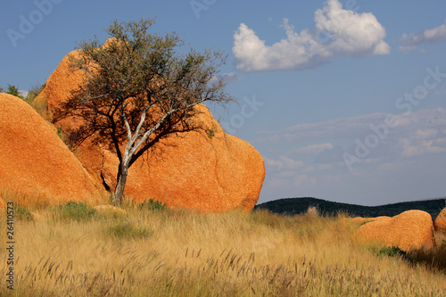 Tree and rock, Namibia photo