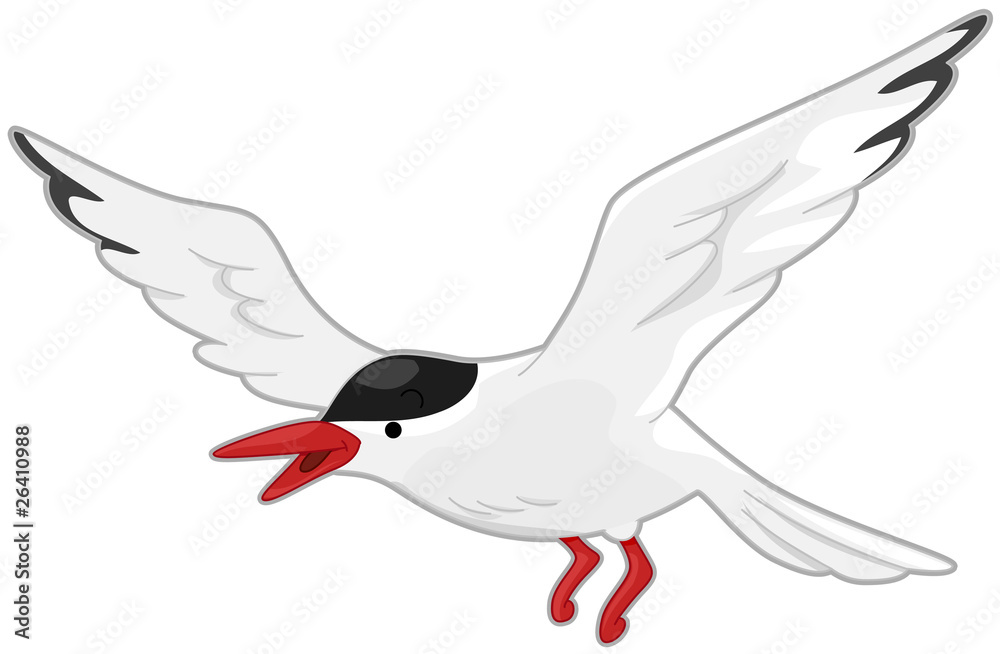 Obraz premium Arctic Tern