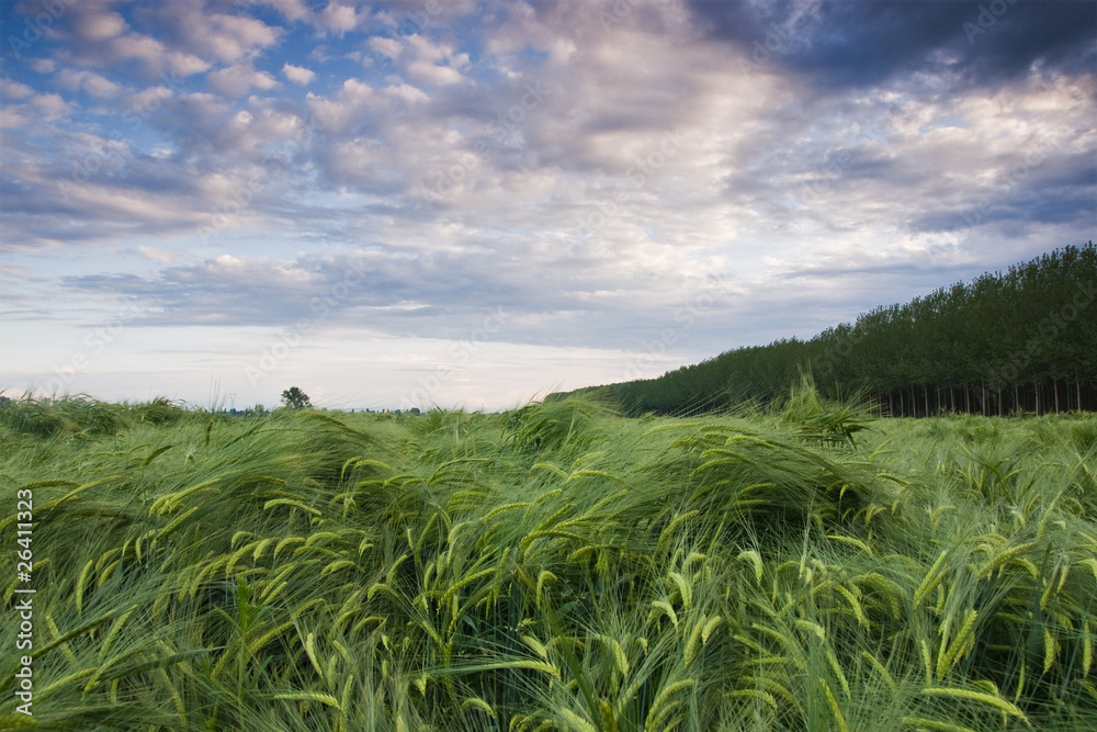 Wheat field Wheat field