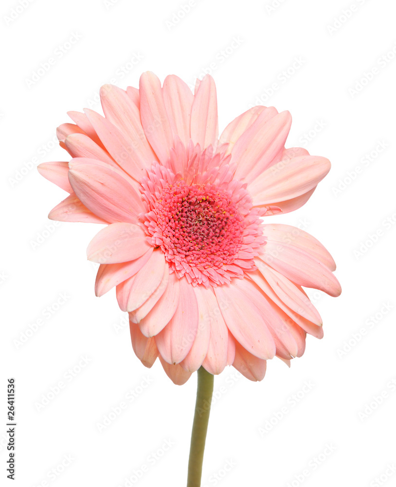 Gerbera isolated Gerbera isolated