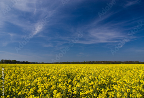 Field of flowers