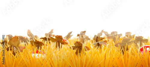autumn grass with little mushrooms over white background