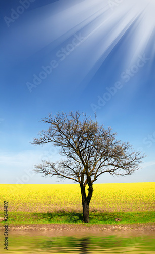 Shine in sky and tree near yellow rape field in Ukraine.