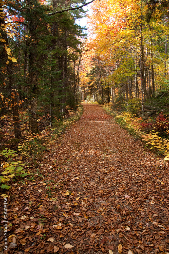 Fototapeta premium Autunm