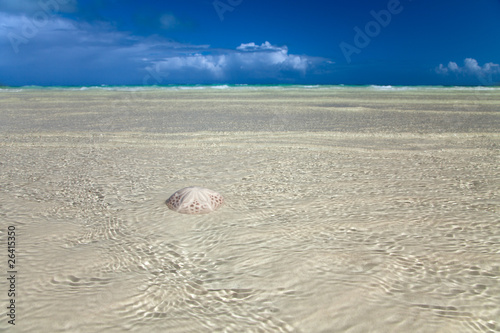 sand dollar in the sea with sky and horizon on background