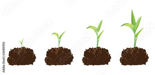 seedling or germination