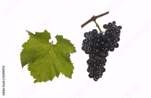 leaf and grapes of red regent