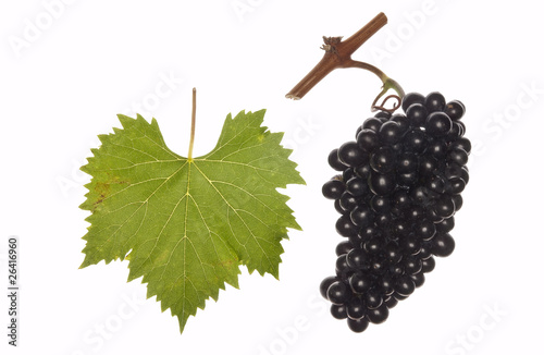 leaf and grapes of red sangiovese