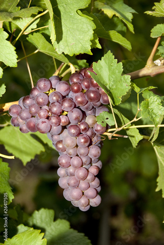 red grapes in a vineyard