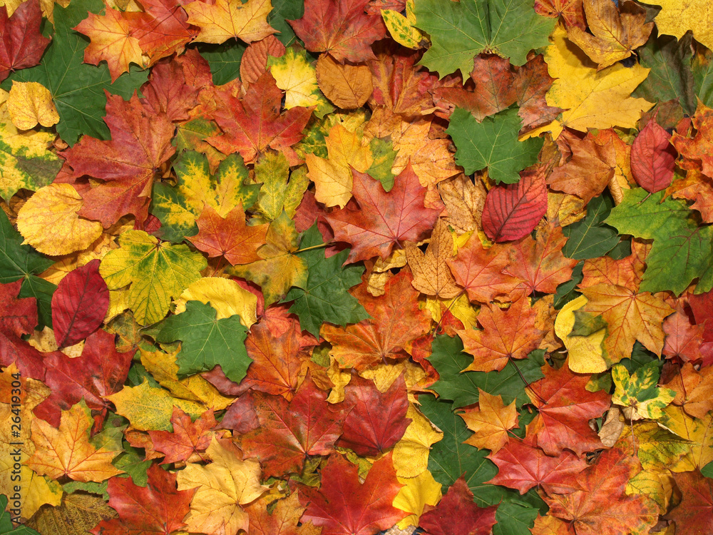 Herbst
