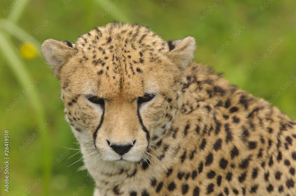 Cheetah