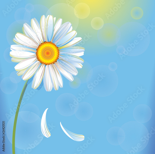 own fresh realistic camomile