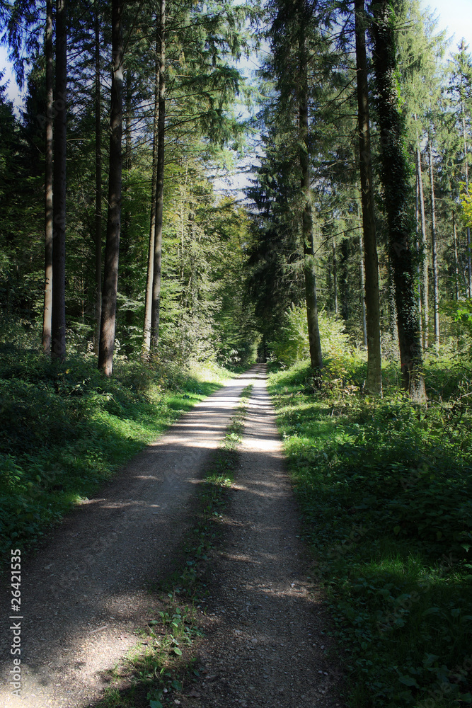 Obraz premium Waldweg