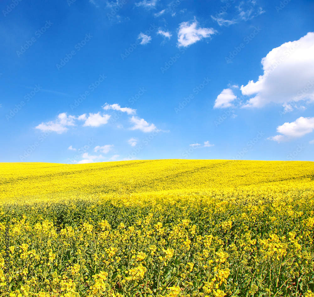 Flower of oil rape in field with blue sky and clouds