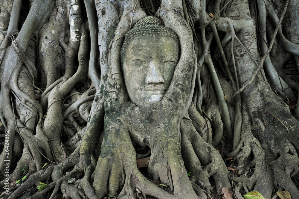 Stone budda head traped in the tree roots Stone budda head traped in the tree roots