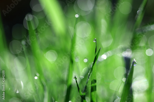 Raindrop on blade of grass