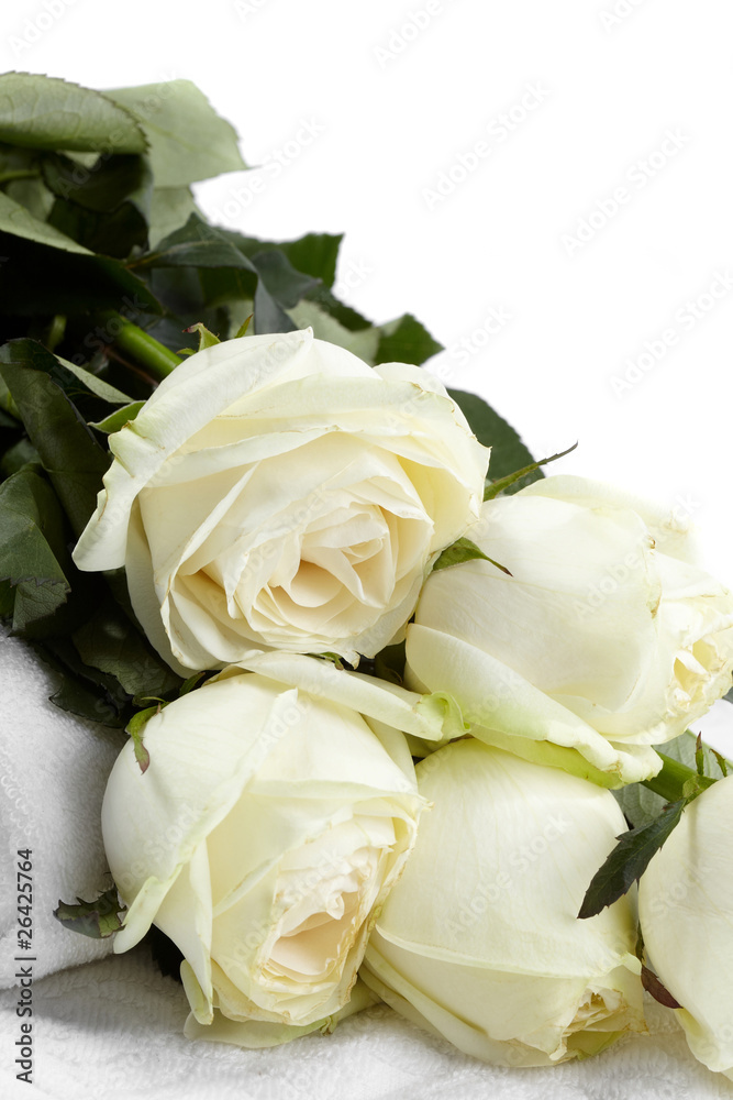 Obraz premium white roses