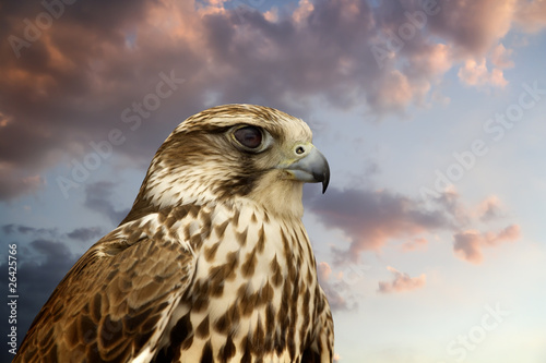 Beautiful Falcon contemplating sunset.